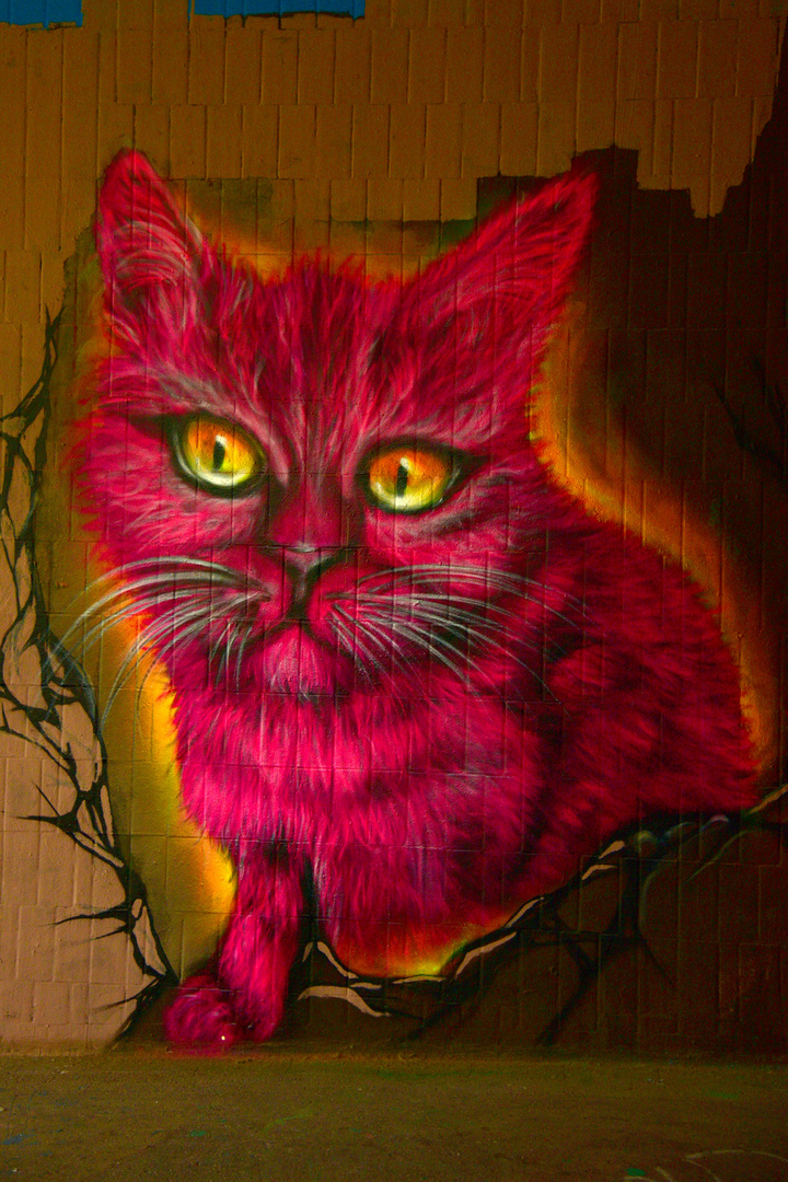 Katze in rot