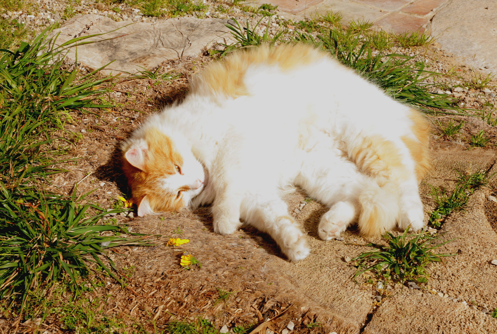 Katze in Ruheposition