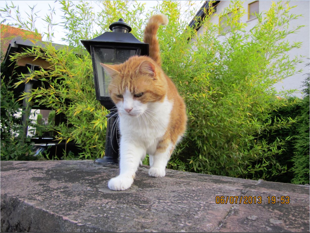 Katze In Ruhiger Bewegung Foto Bild Fotofalle Bilder Auf