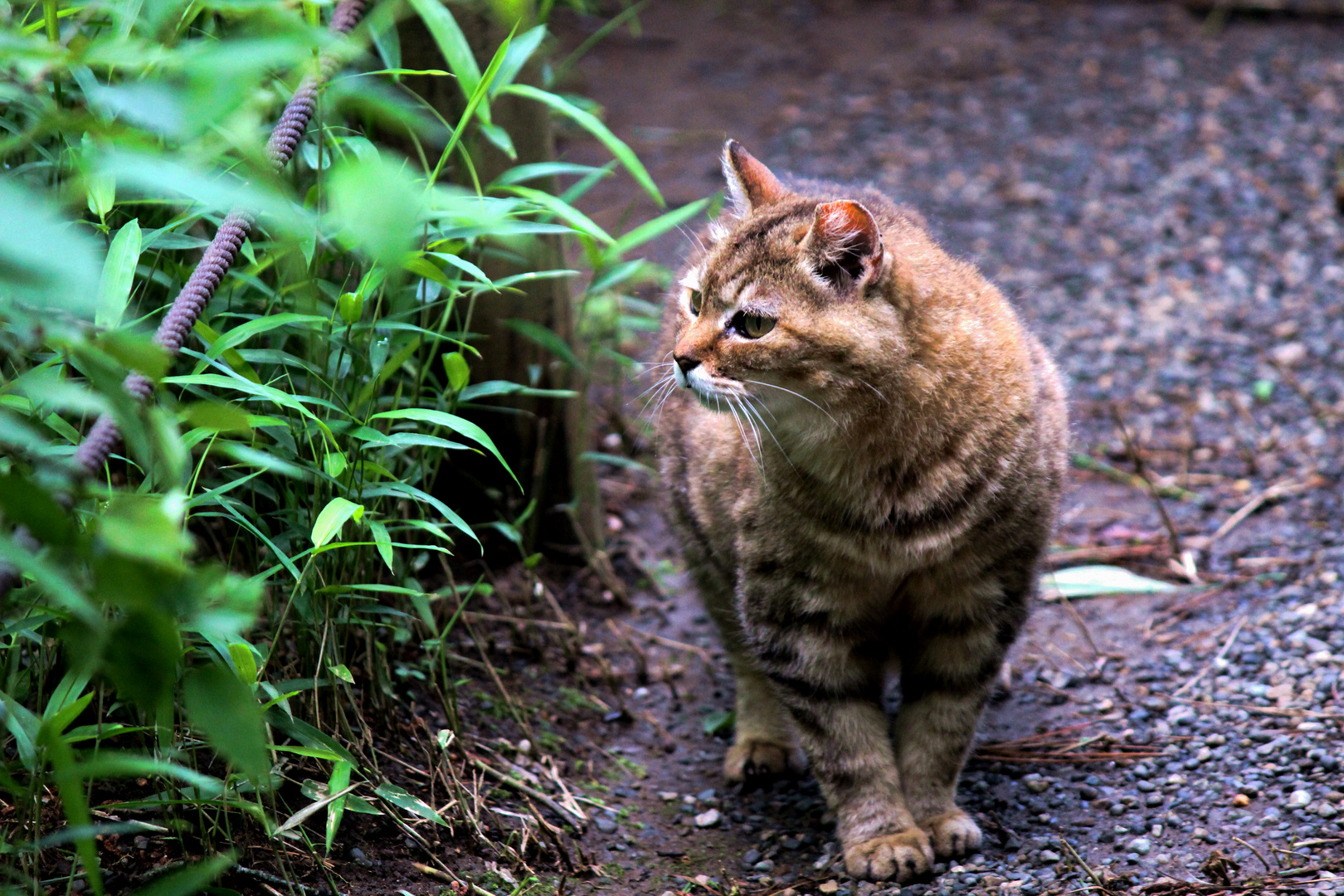 Katze in Sankeien Garden (Yokohama)