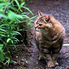 Katze in Sankeien Garden (Yokohama)