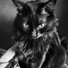 Katze in schwarz-weiß