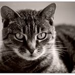 Katze in Sepia