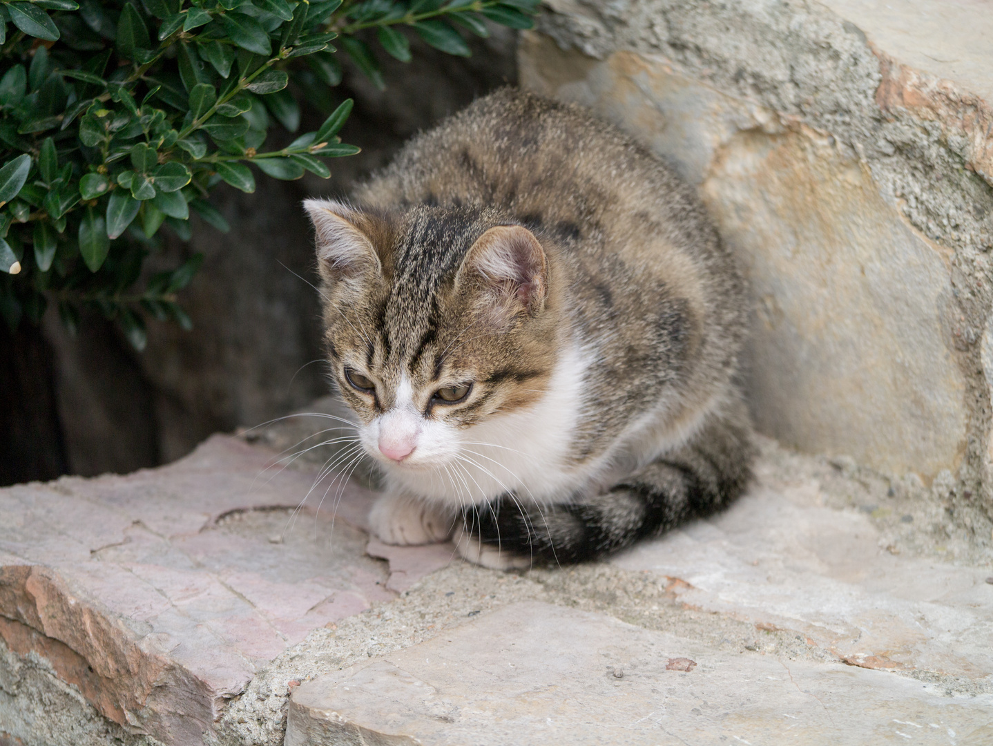 Katze in Siurana