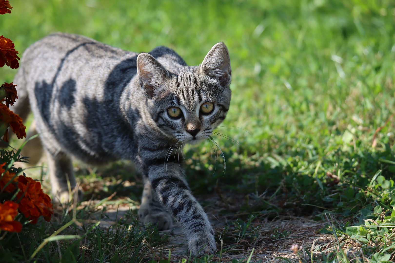 Katze in Slowenien