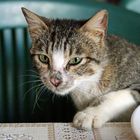 Katze in Tel Aviv -1-