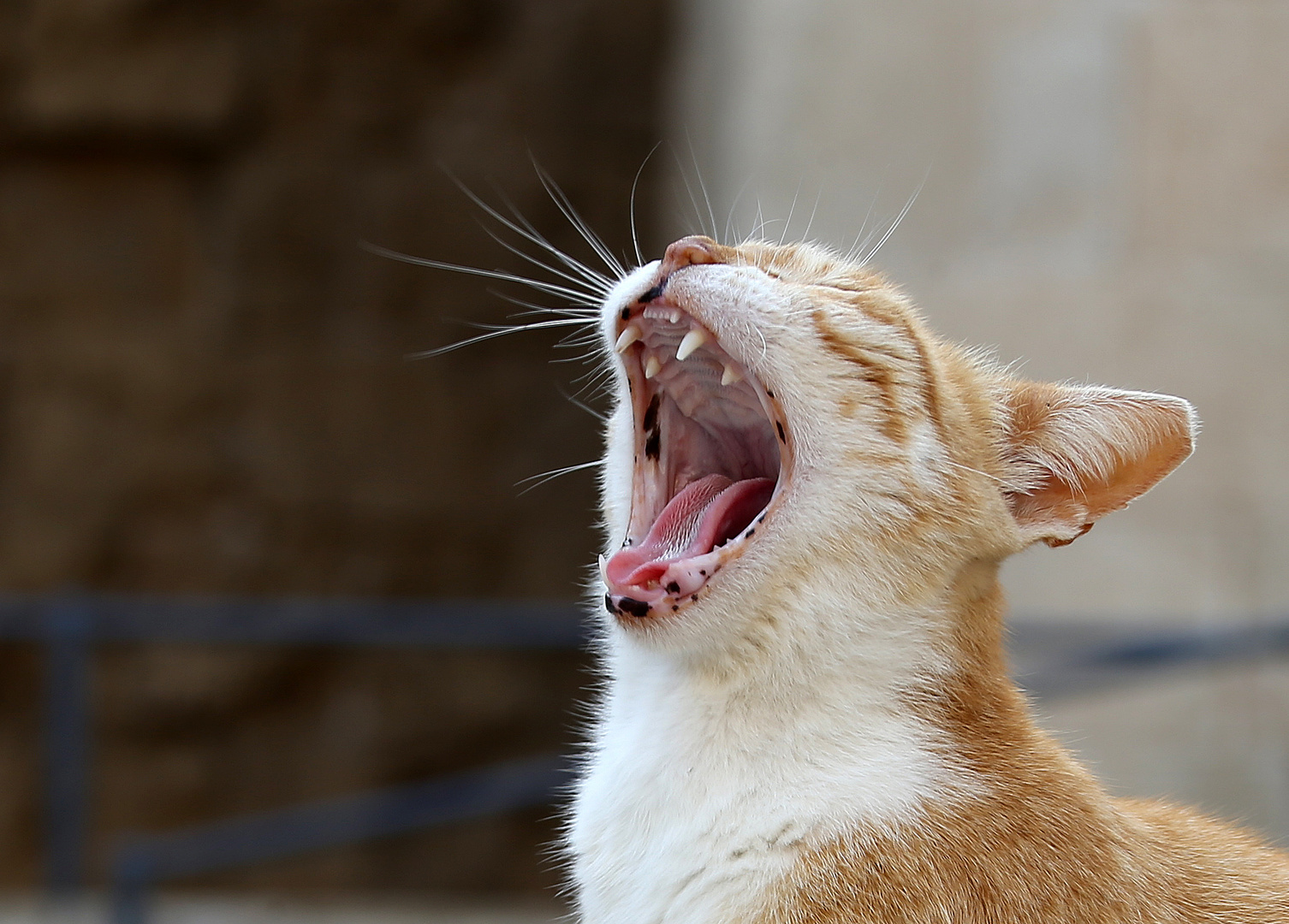 Katze in Tel Aviv -2-