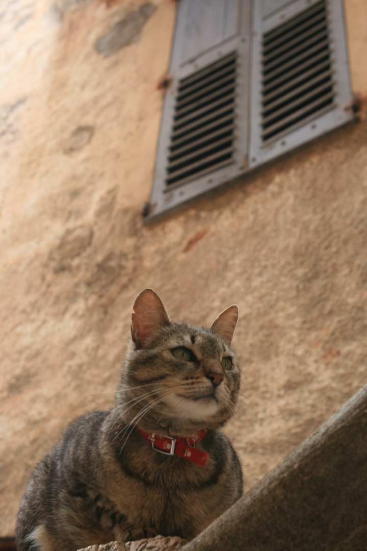 Katze in Tourettes sur loup (Südfrankreich)