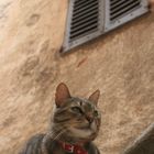 Katze in Tourettes sur loup (Südfrankreich)