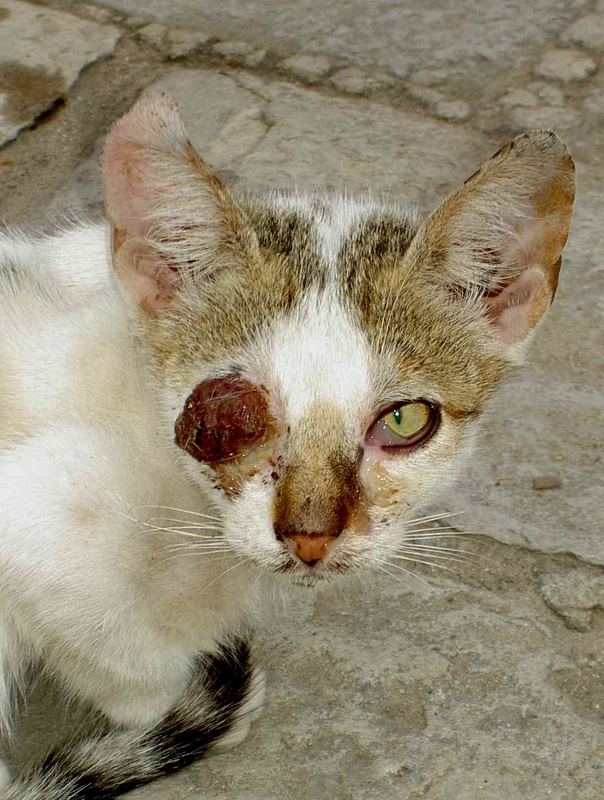 Katze in Tunesien 1