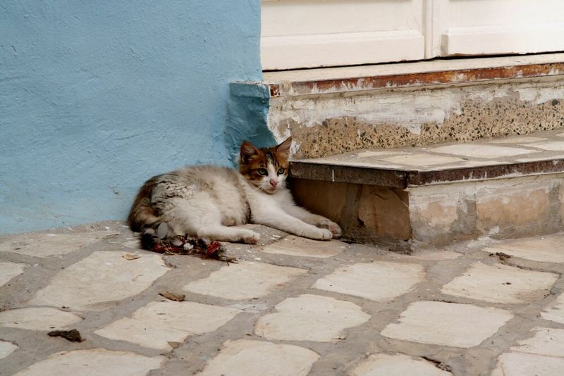 Katze in Tunesien 2