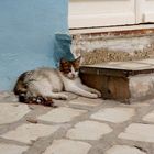 Katze in Tunesien 2