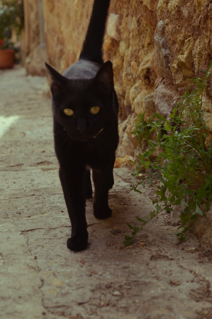 Katze in Valldemossa