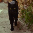 Katze in Valldemossa