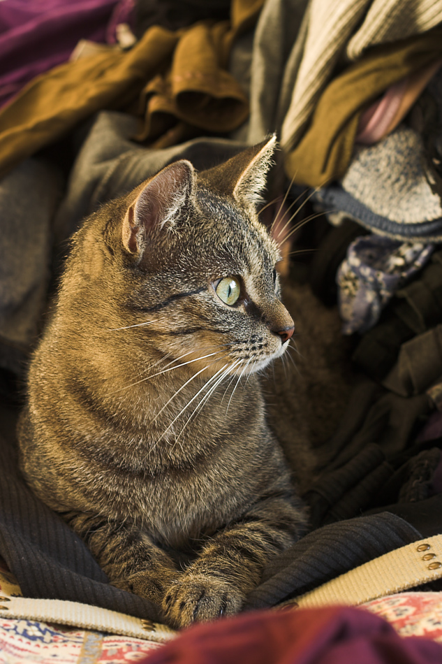 Katze in Wäscheberg denkt über Leben nach ...