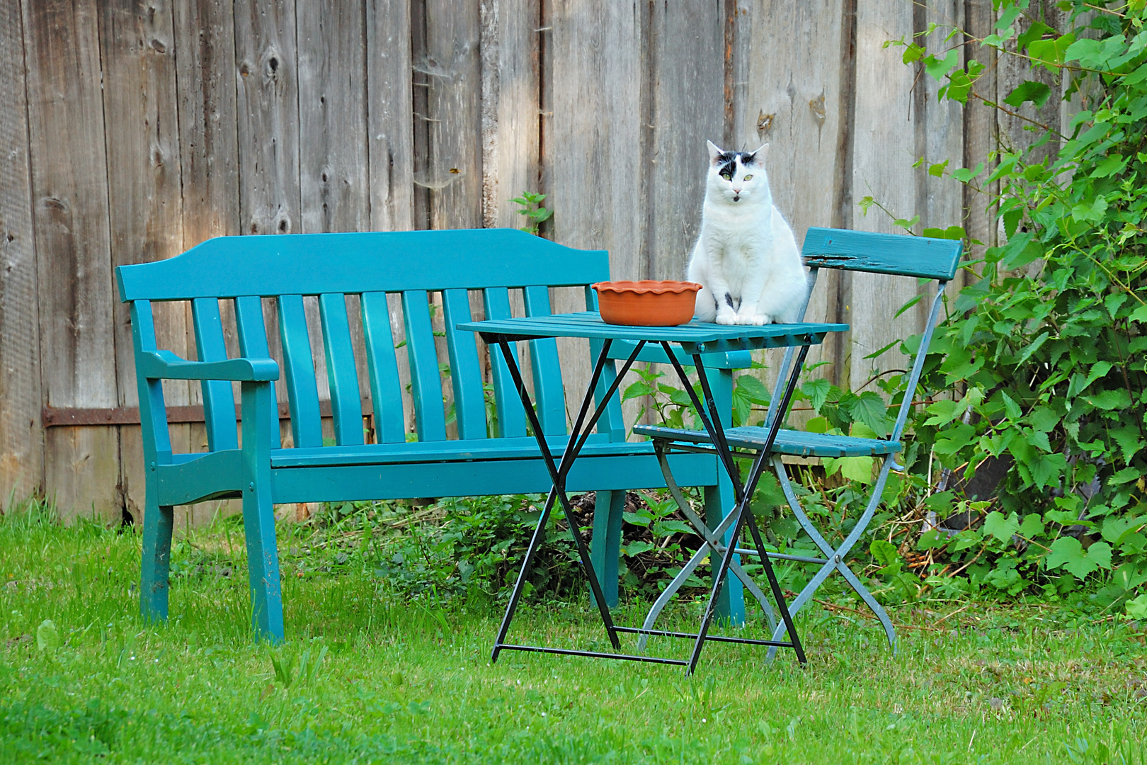 Katze in Weiß-blau