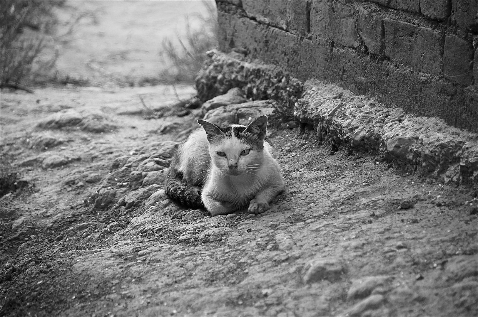 katze, inle see, burma 2011