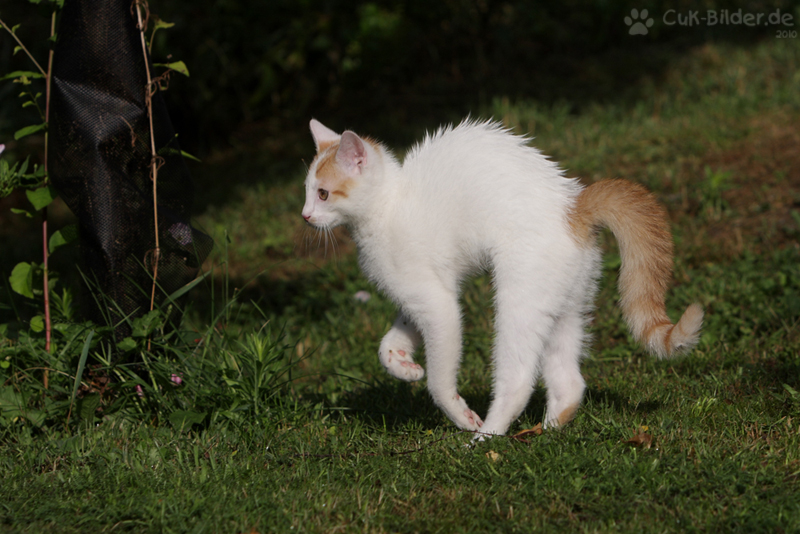 Katze Ira hat den Bogen raus