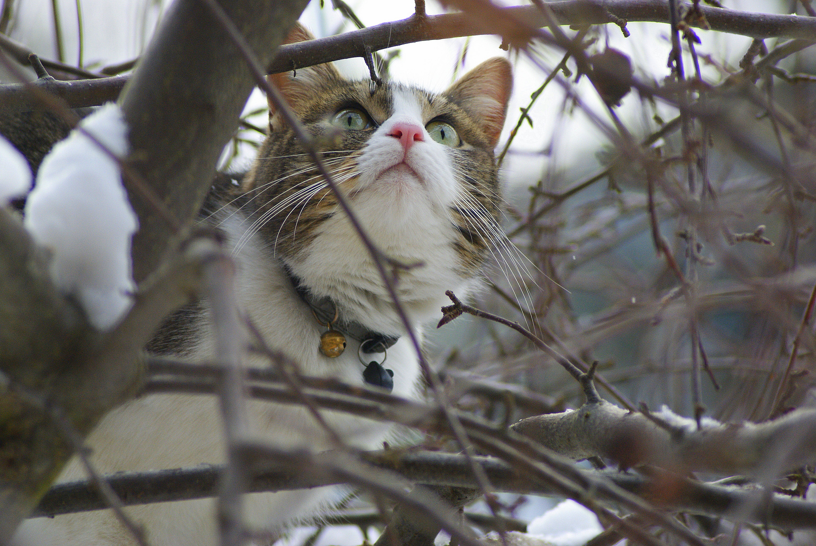 Katze jagd Vögel