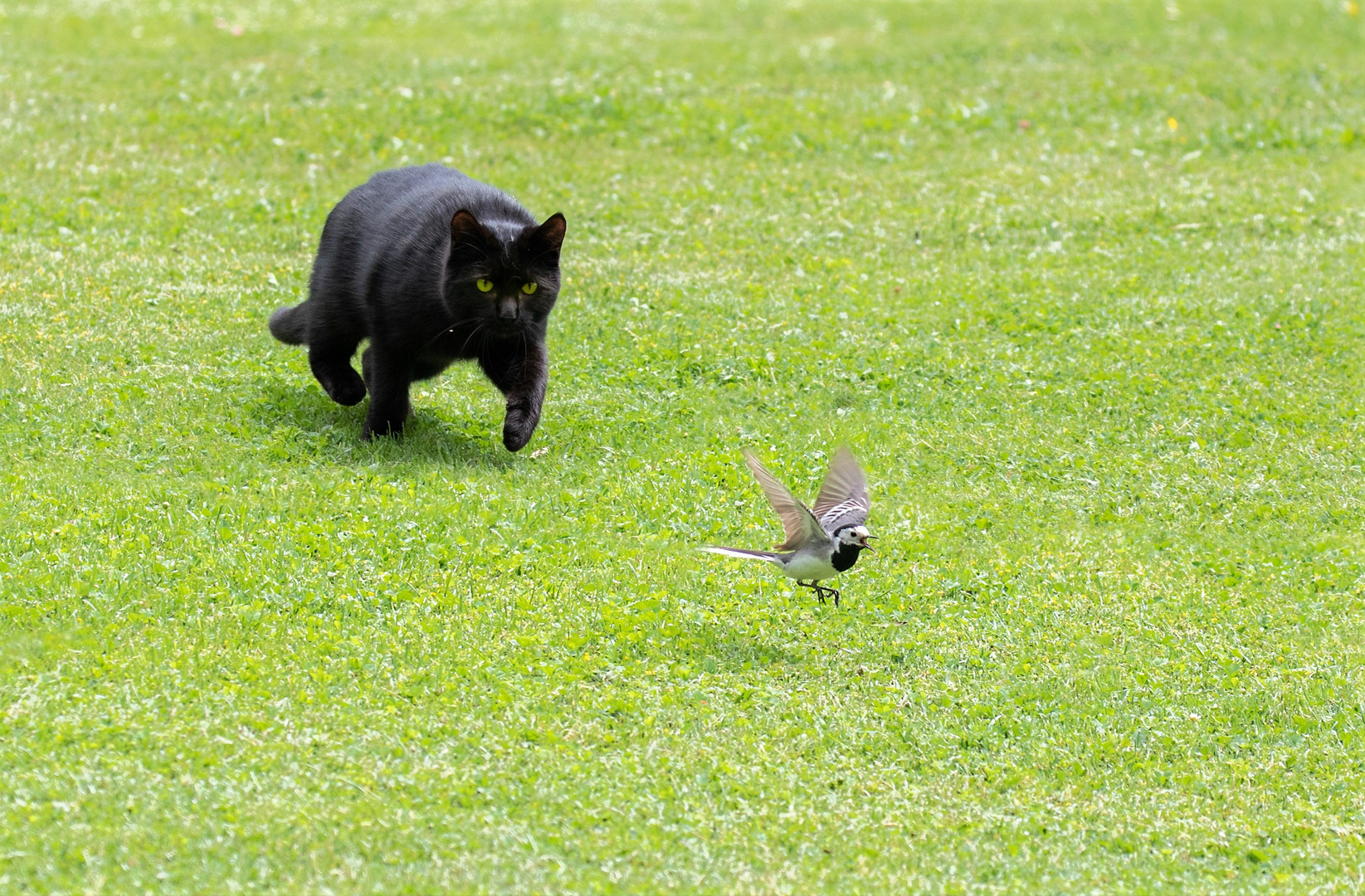 Katze jagt Bachstelze