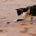 Katze jagt Maus
