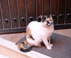 Katze  - Kein Eintritt - 