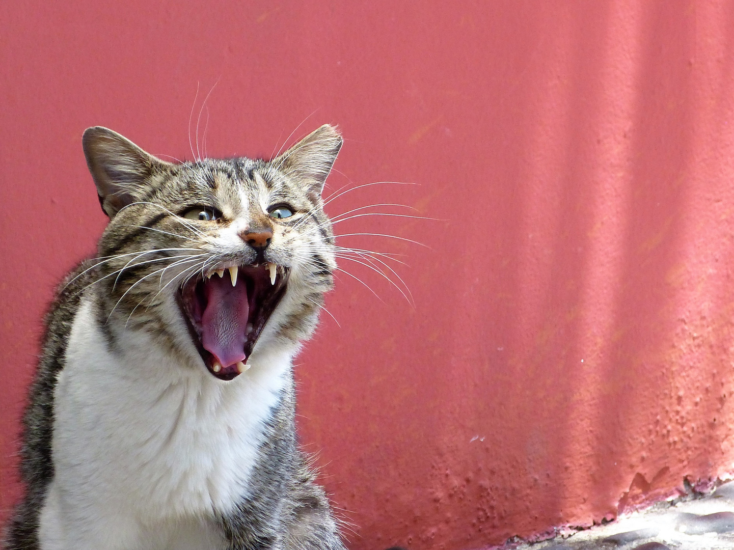 Katze kleiner Tiger auf Madeira