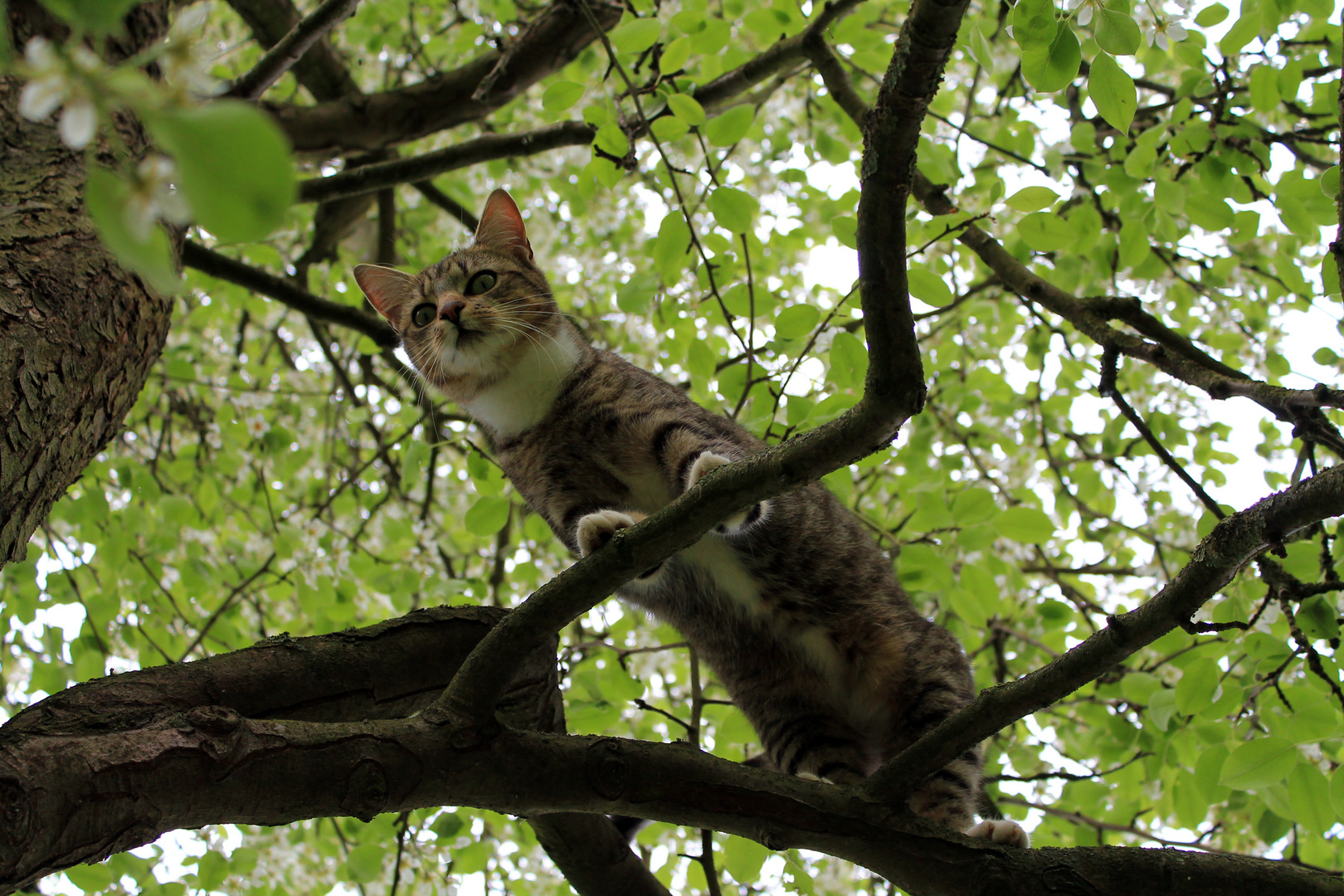 Katze klettert im Apfelbaum