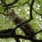 Katze klettert im Apfelbaum