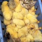 Katze Kuken Kuscheln Foto Bild Natur Tiere Katze Kuken Kuscheln Bilder Auf Fotocommunity