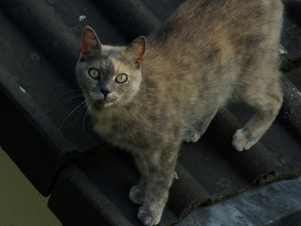 Katze kurz vor'm Abgang