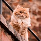 Katze lauert auf der Mauer