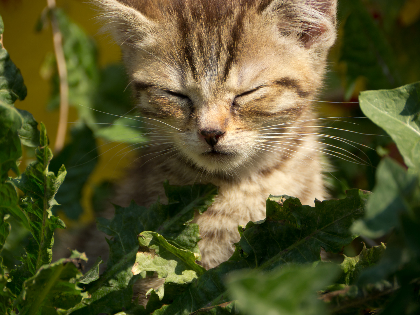 Katze, letzte Herbstsonne