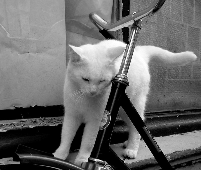 Katze liebt Fahrrad