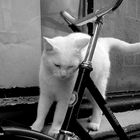 Katze liebt Fahrrad