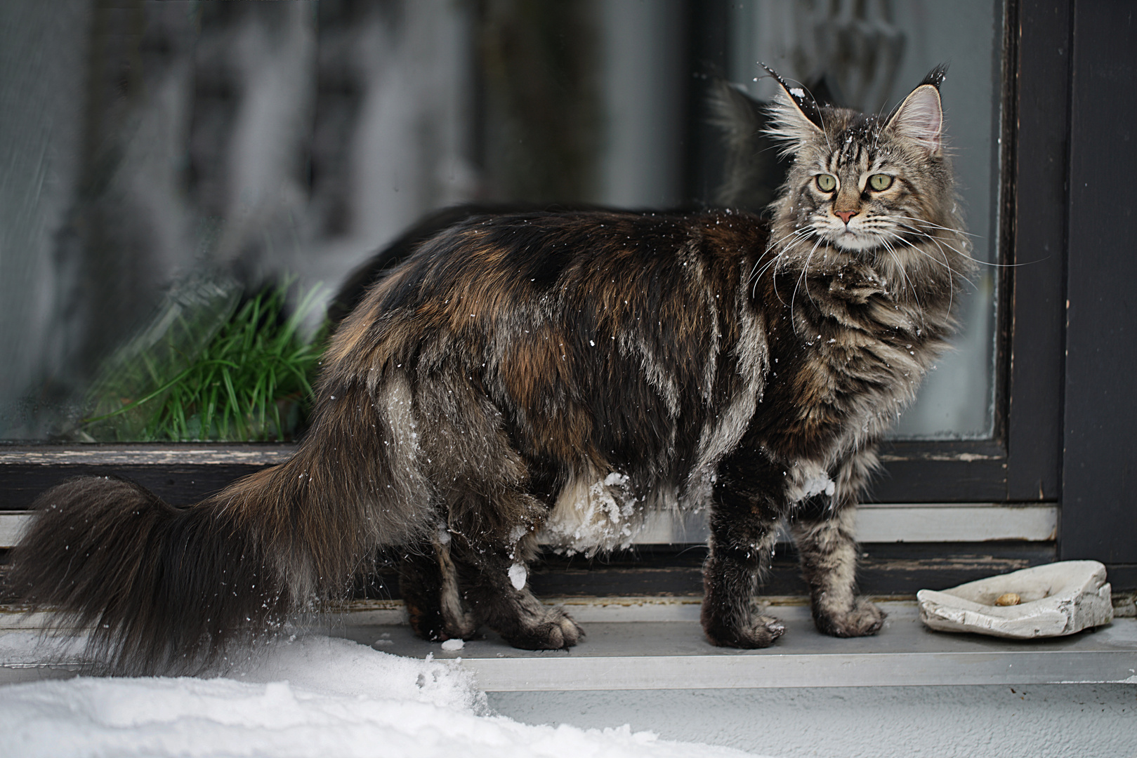 katze lillou verfolgt amsel im verschneiten baum