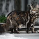 katze lillou verfolgt amsel im verschneiten baum