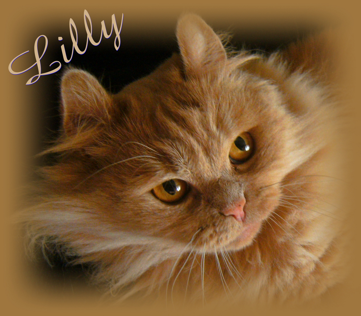 Katze Lilly