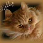 Katze Lilly
