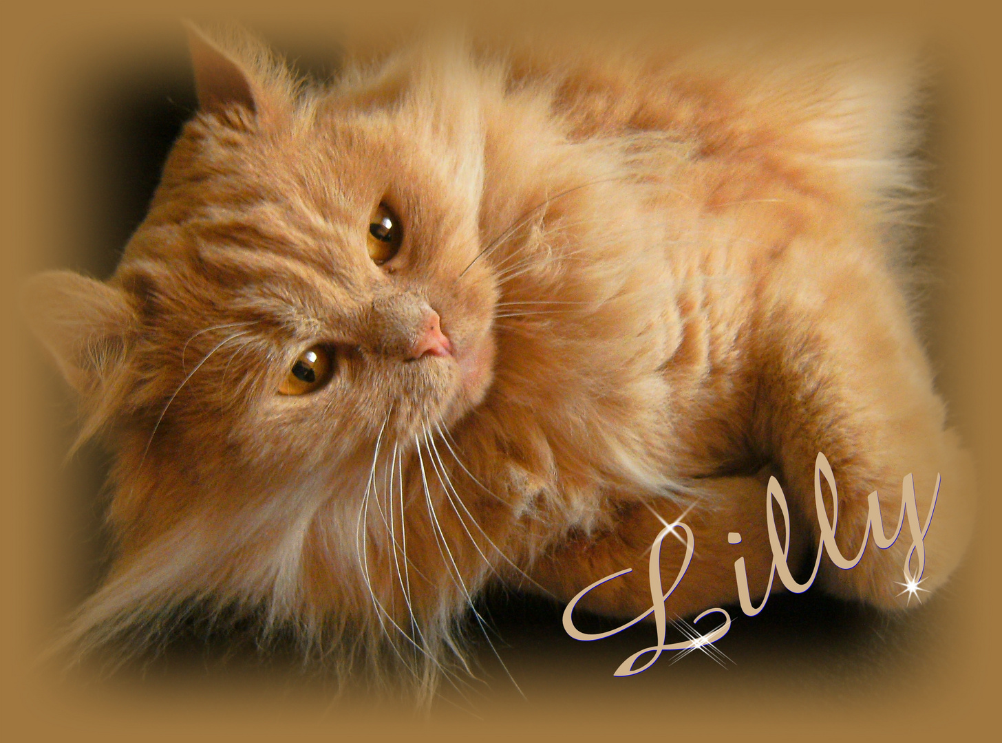 Katze Lilly