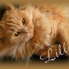 Katze Lilly