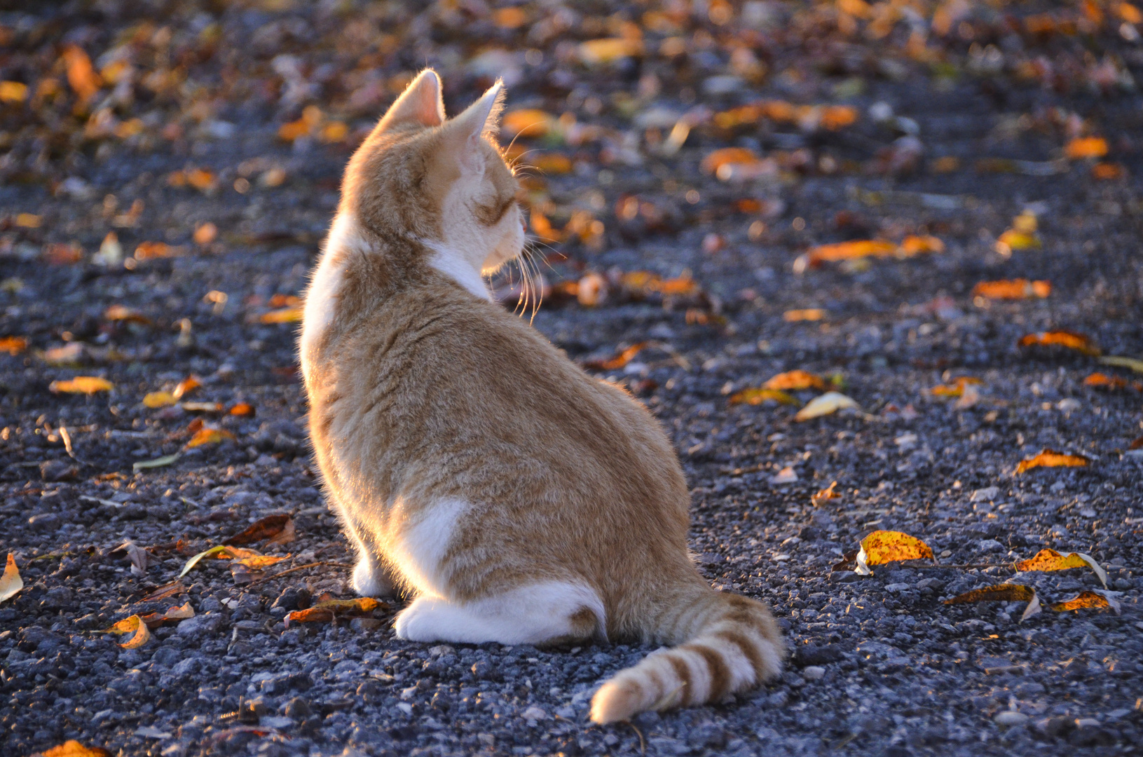 Katze Lilly in der spätherbstlichen Abendsonne