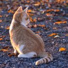 Katze Lilly in der spätherbstlichen Abendsonne