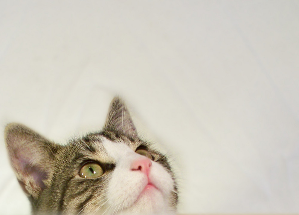 Katze - look into my eyes