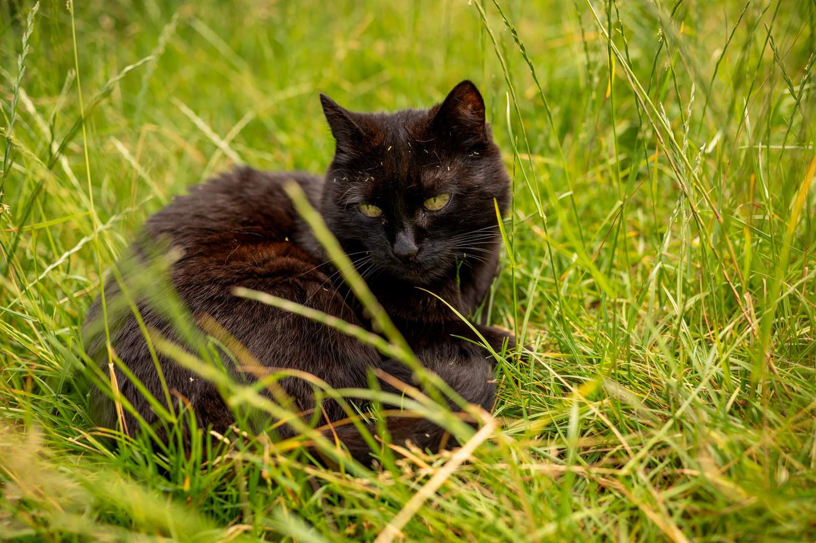 Katze Lucy im hohen Gras