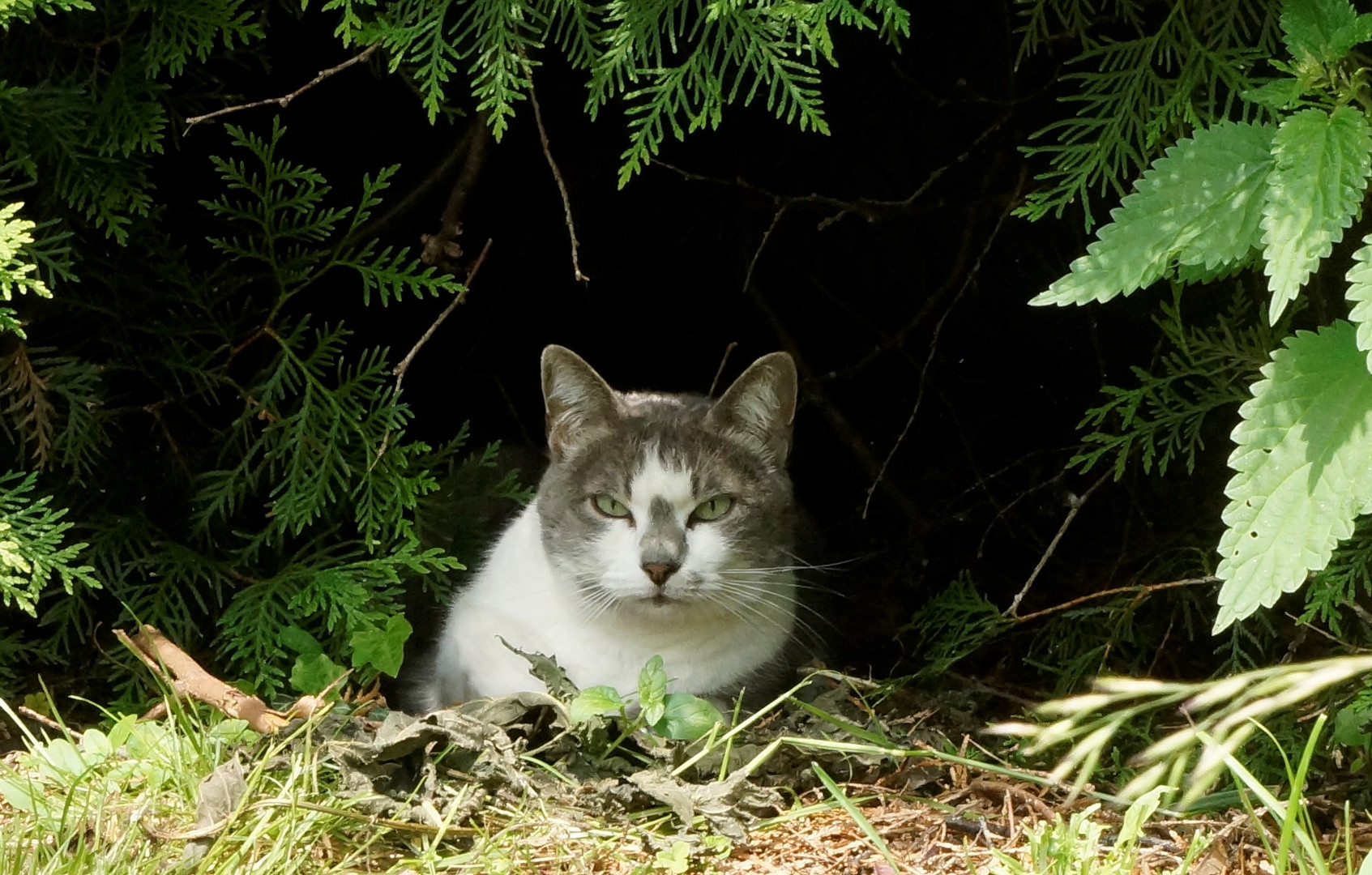 Katze Luna versteckt sich im Garten