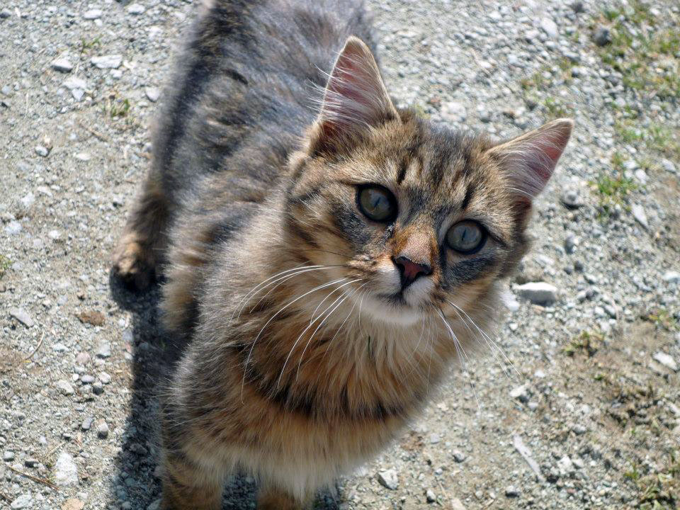 Katze macht große Augen