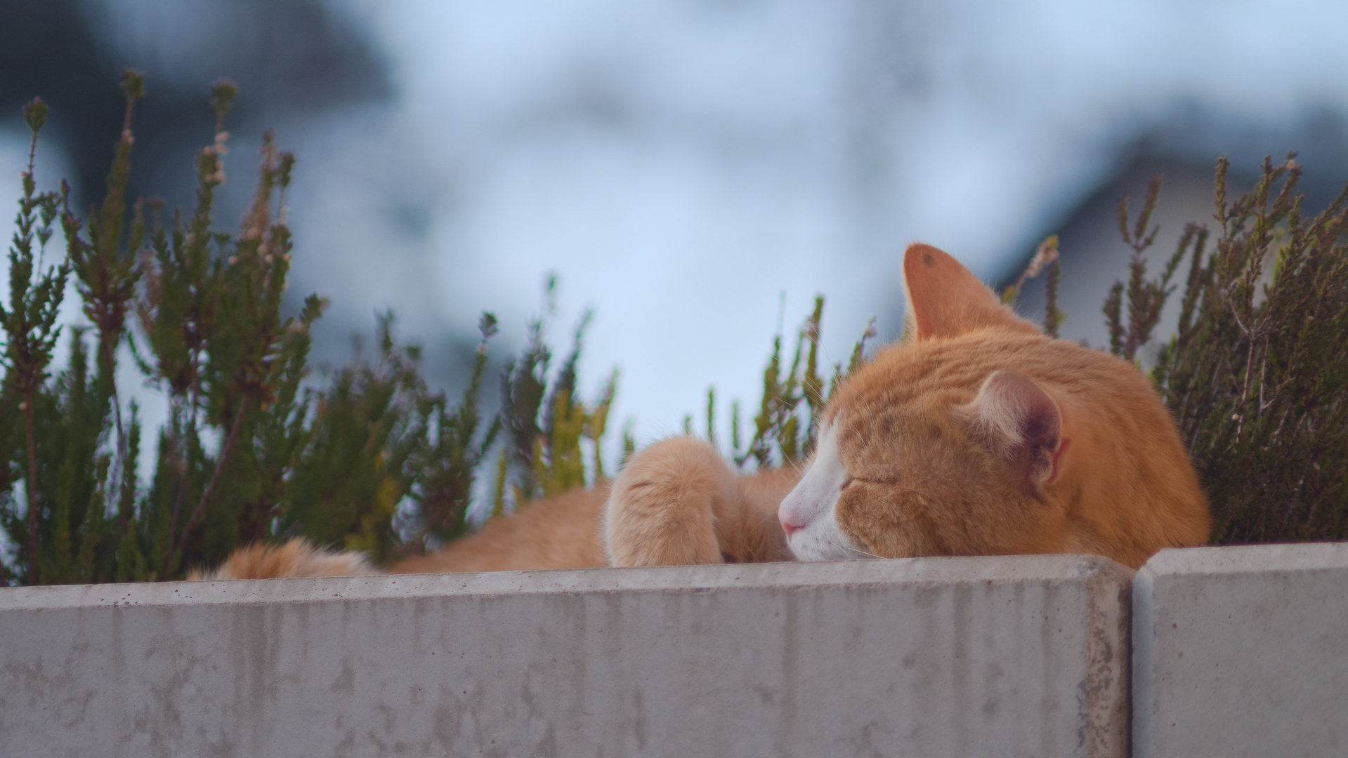 Katze macht Mittagsschlaf