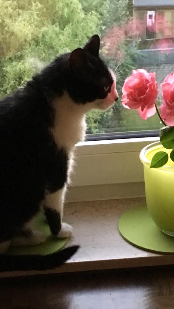 Katze mag Rosen