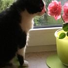 Katze mag Rosen